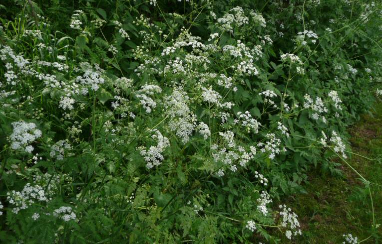 Cow Parsley