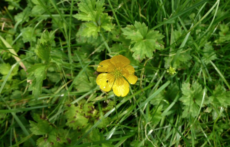 Creeping Buttercup
