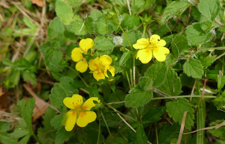 Creeping Cinquefoil