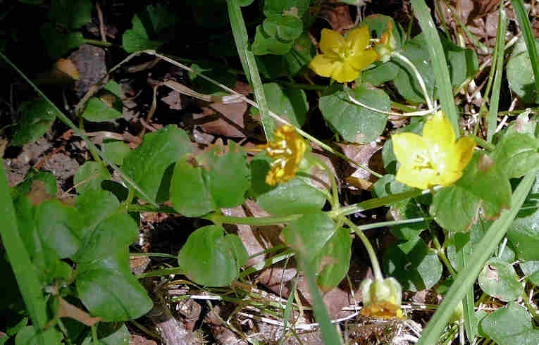 Creeping Jenny
