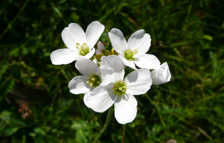 Cuckoo Flower