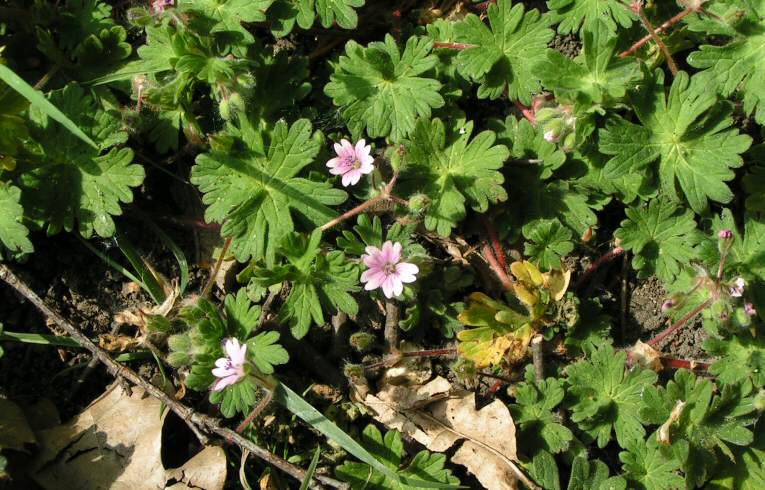 Dove'sfoot Cranesbill
