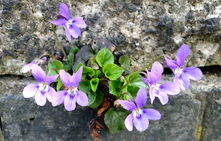 Early Dog Violet