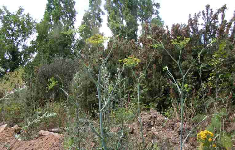 Fennel