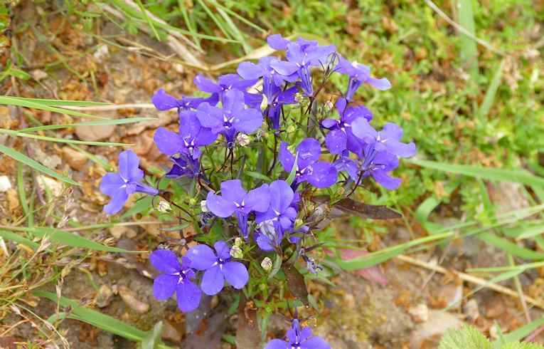 Garden Lobelia