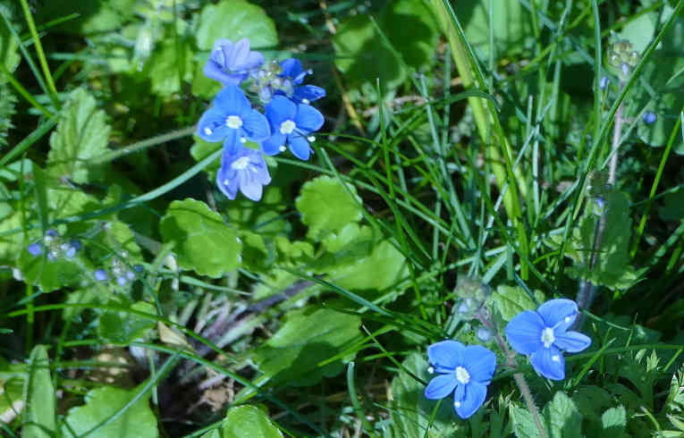 Common Field Speedwell