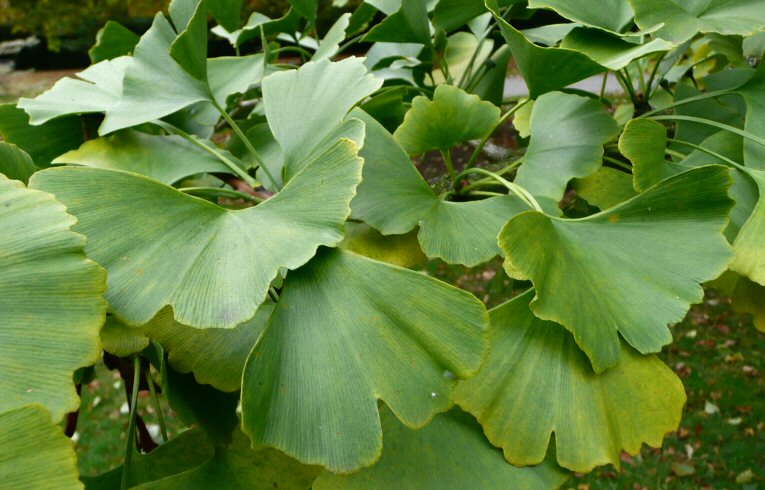 Gingko biloba