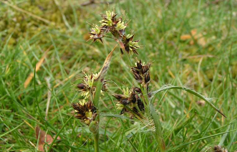 Field Wood-rush Luzula campestris