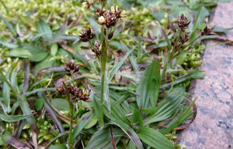 Field Wood-rush Luzula campestris