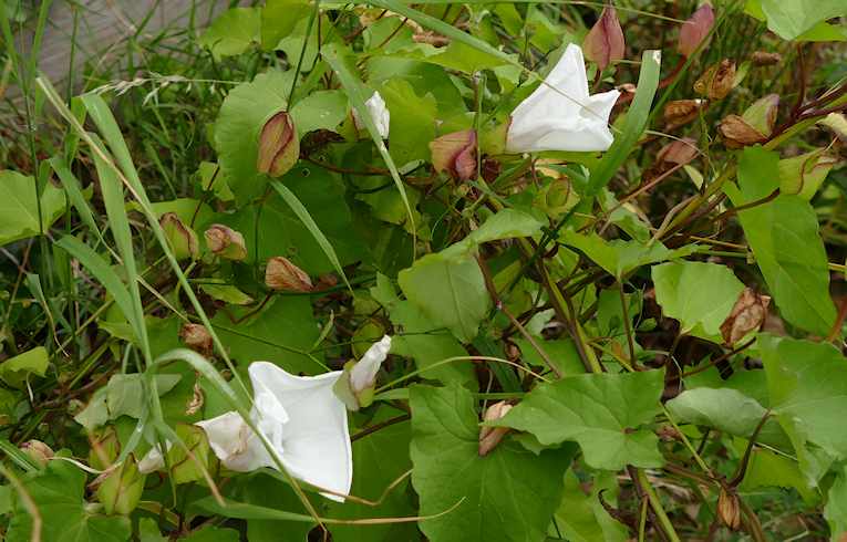 Great Bindweed