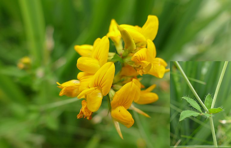 Greater Bird's-foot Trefoil