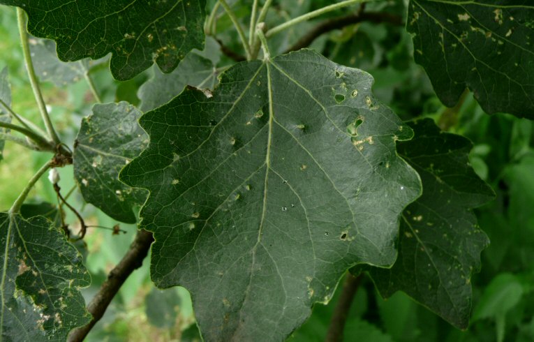 Populus x canescens