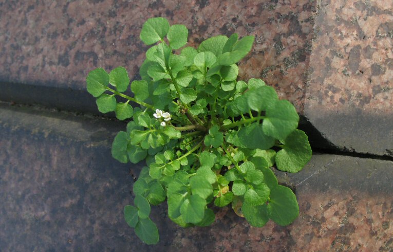 Cardamine hirsuta