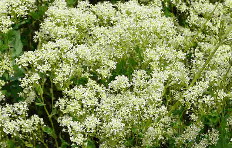Hoary Cress