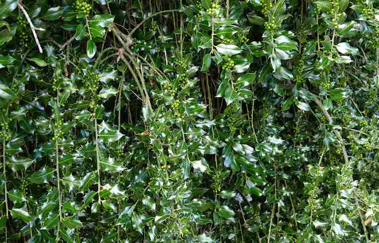 Weeping Holly