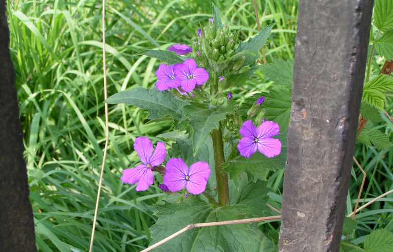 Lunaria annua