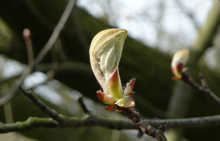 Horse Chestnut bud