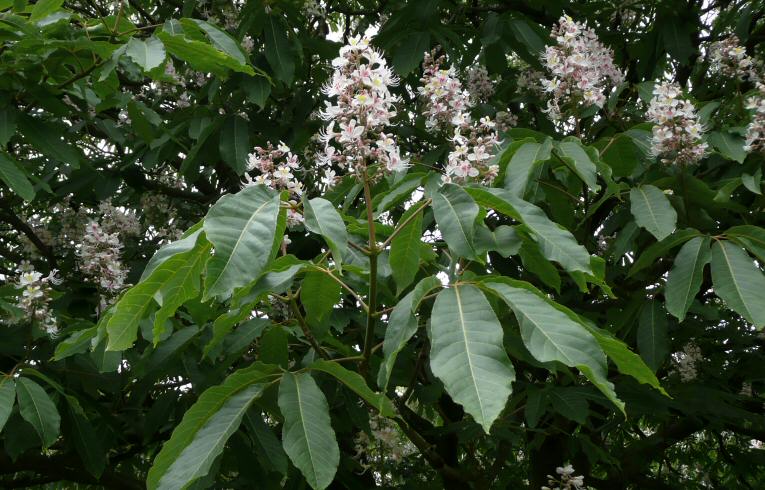 Indian Horse Chestnut