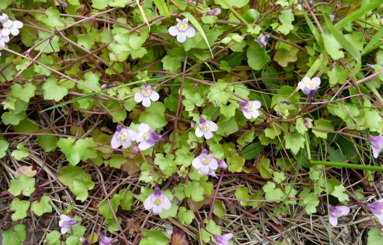 Ivy-leaved Toadflax