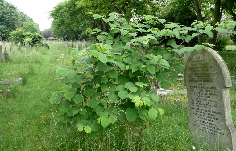 Japanese Knotweed