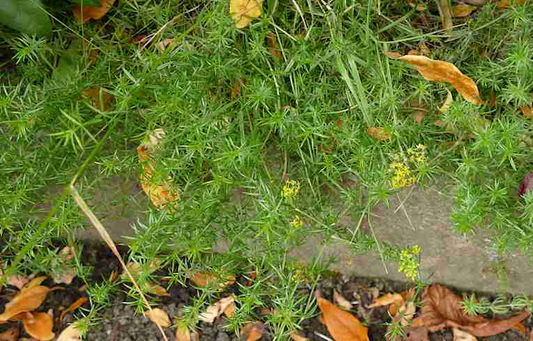 Lady's Bedstraw