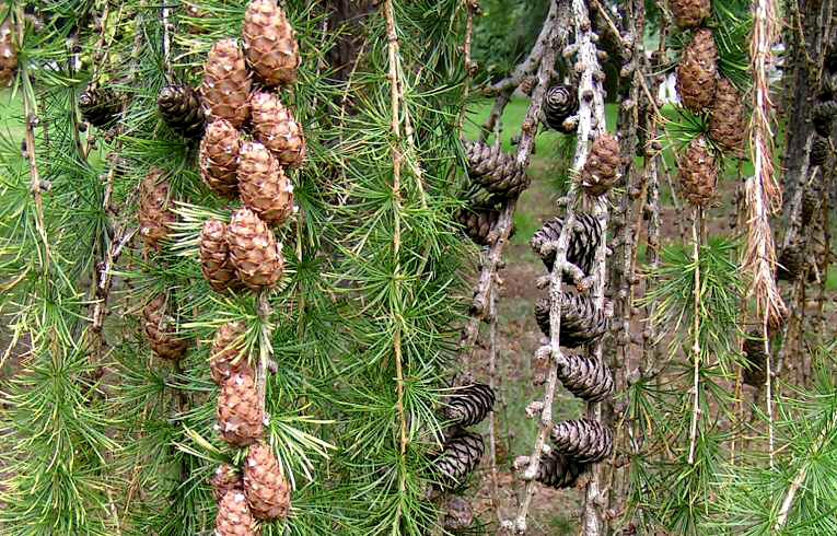 European Larch