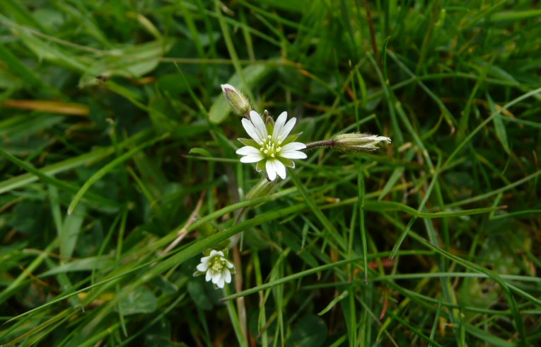 Lesser Stitchwort