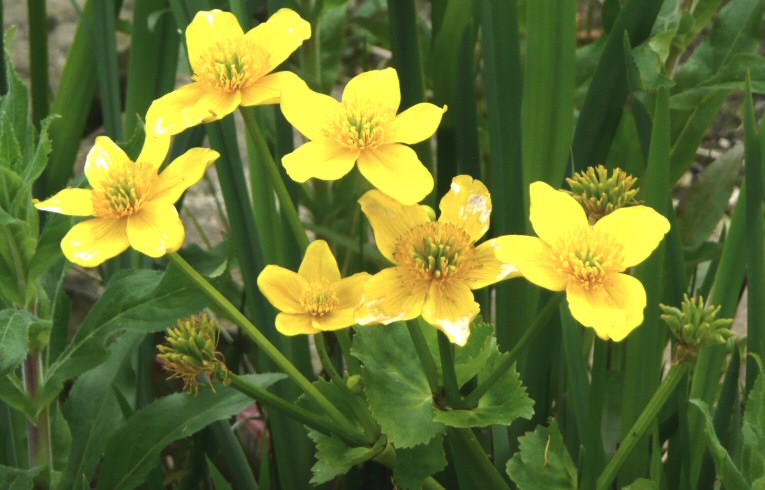 Marsh Marigold