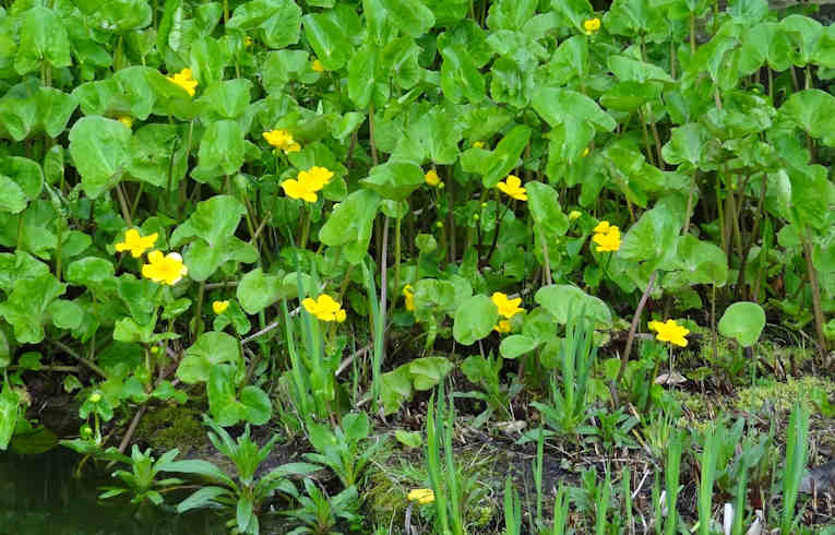 Marsh Marigold