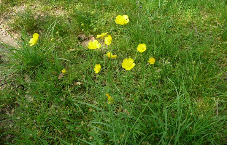 Meadow Buttercup
