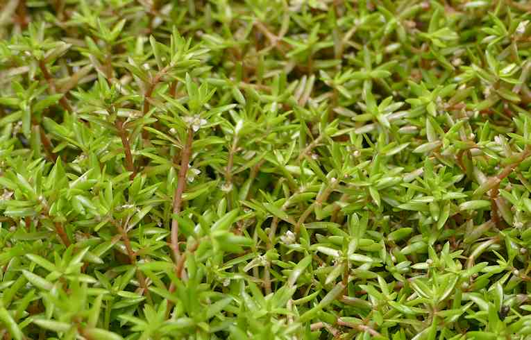 New Zealand Pigmyweed