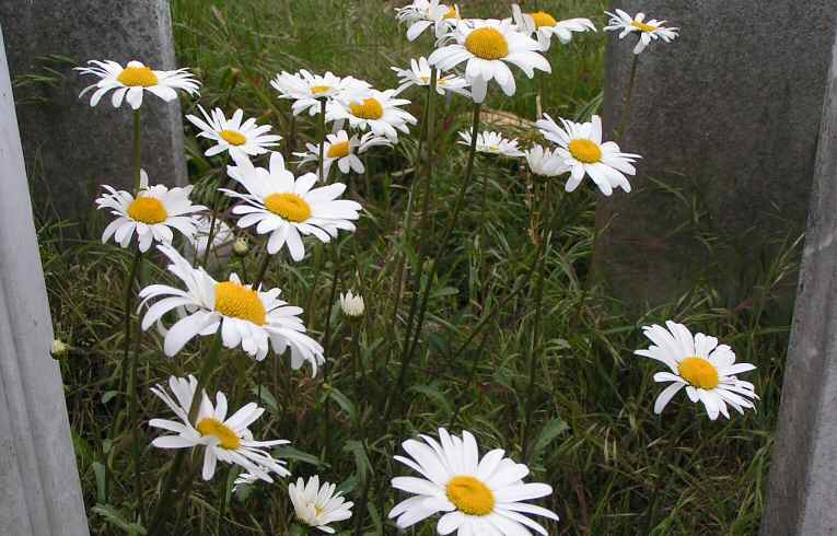 Leucanthemum vulgare