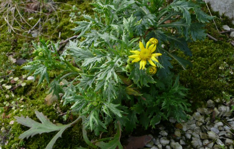 Oxford Ragwort