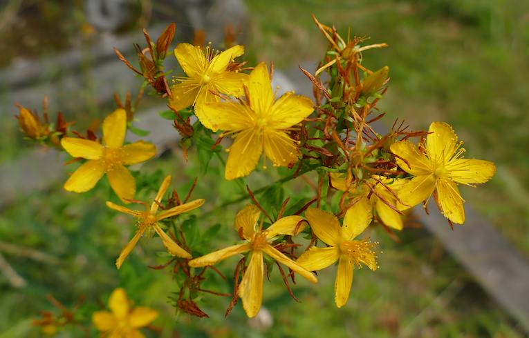 Perforate St. John's-wort