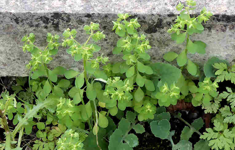 Petty Spurge