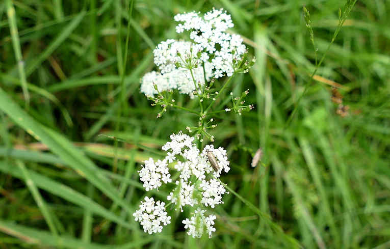 Pignut