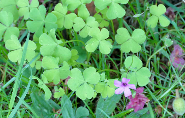 Pink Sorrel