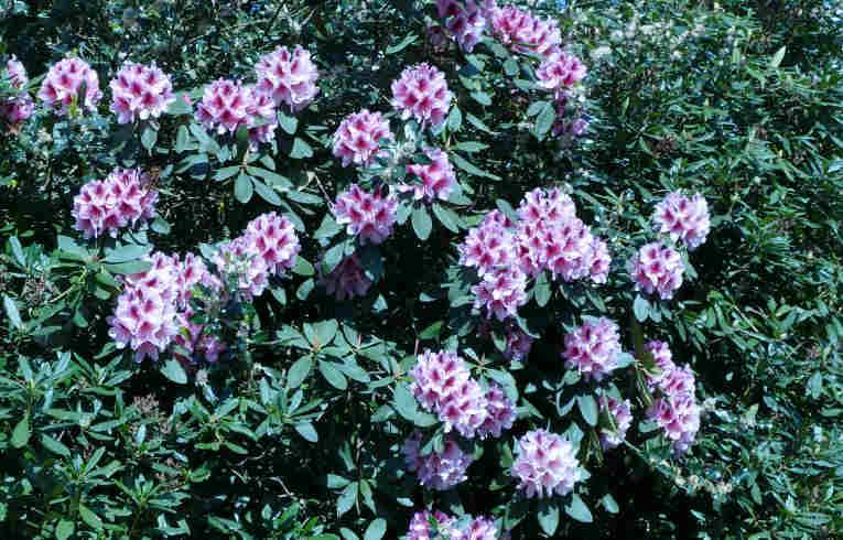 Rhododendron sp.
