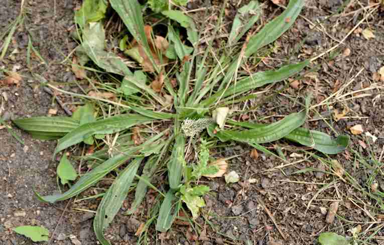 Ribwort Plantain