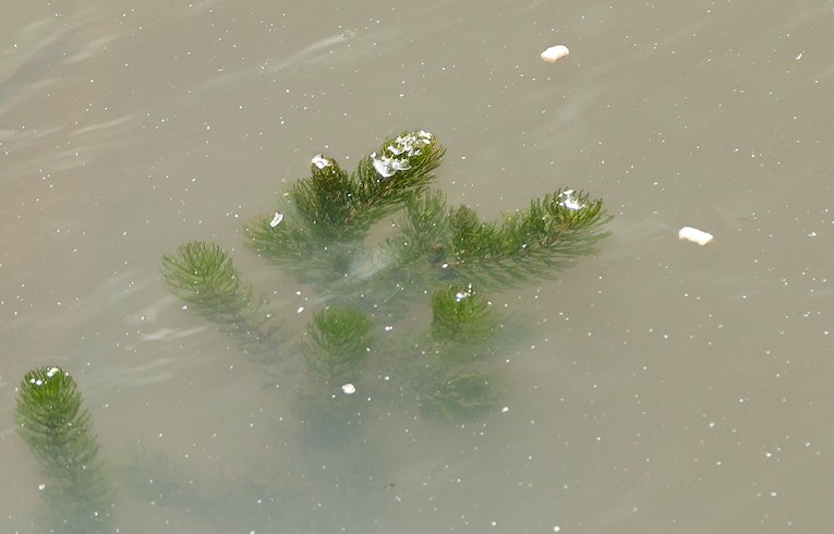Rigid Hornwort