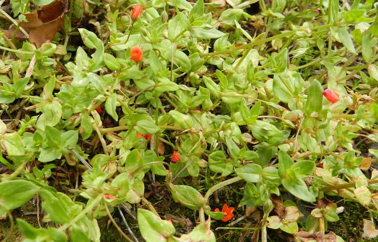 Scarlet Pimpernel