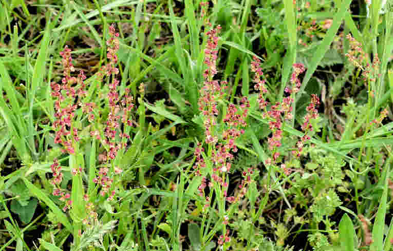 Sheep's Sorrel