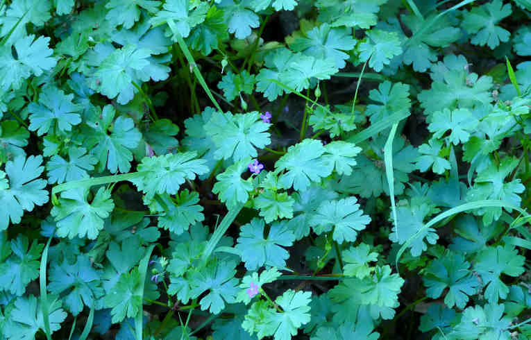 Shining Cranesbill