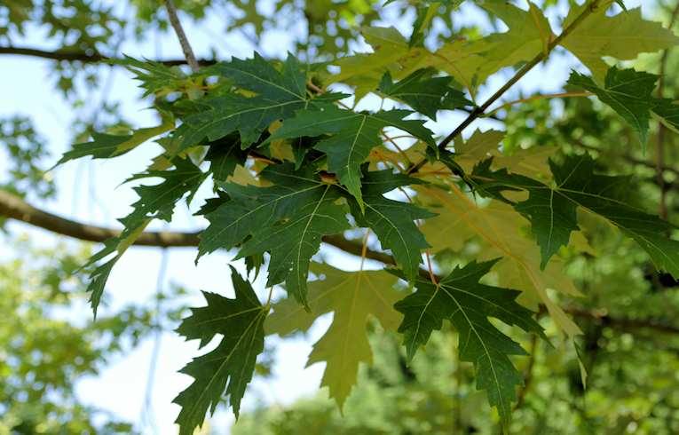 Sugar Maple