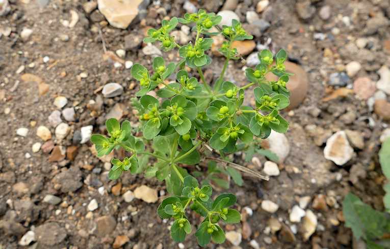 Sun Spurge