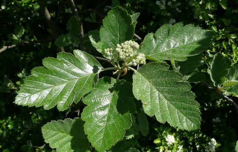 Swedish Whitebeam