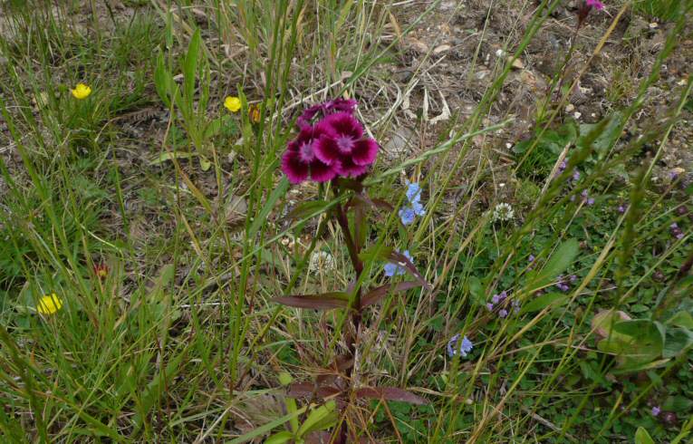 Dianthus barbatus