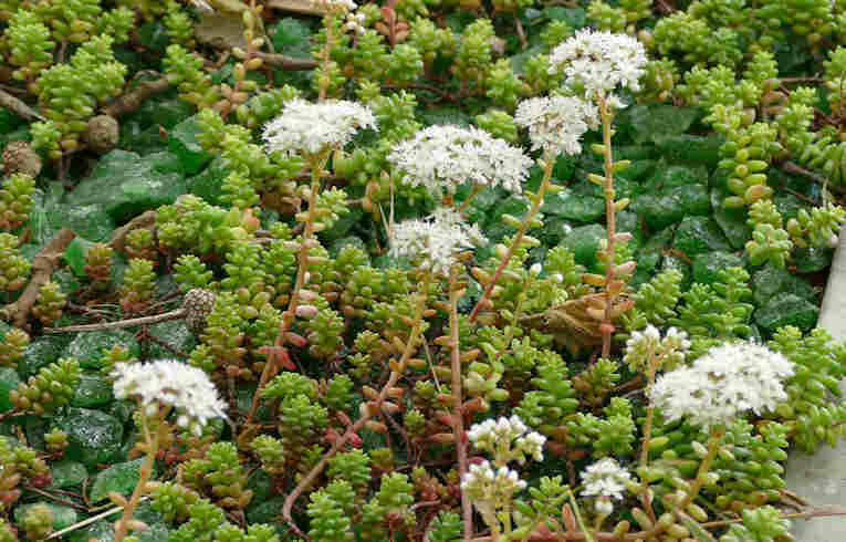 White Stonecrop