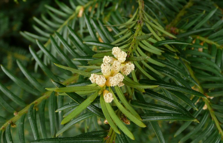 Yew flowers