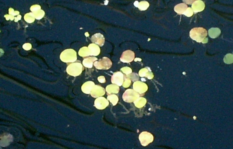 Spirodela polyrhiza